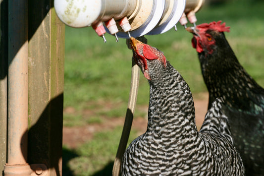 The Hidden Danger in Your Chicken Coop: Waterborne Diseases