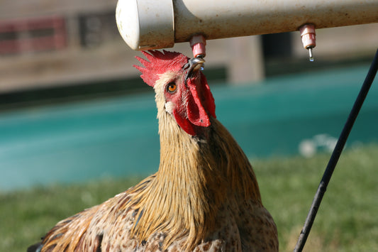 Don’t Let Your Chickens Roast: How to Keep Your Flock Hydrated in the Summer Heat