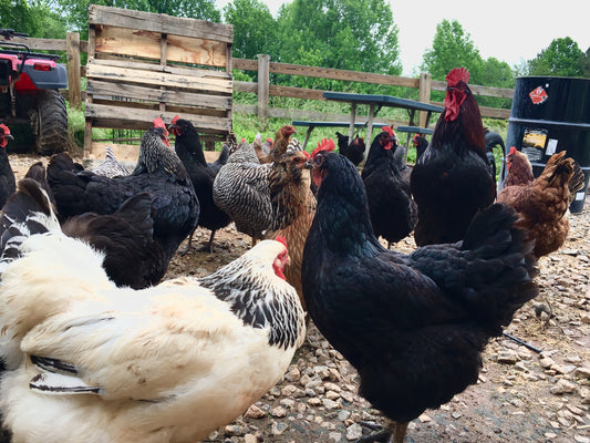Backyard Chickens are Booming