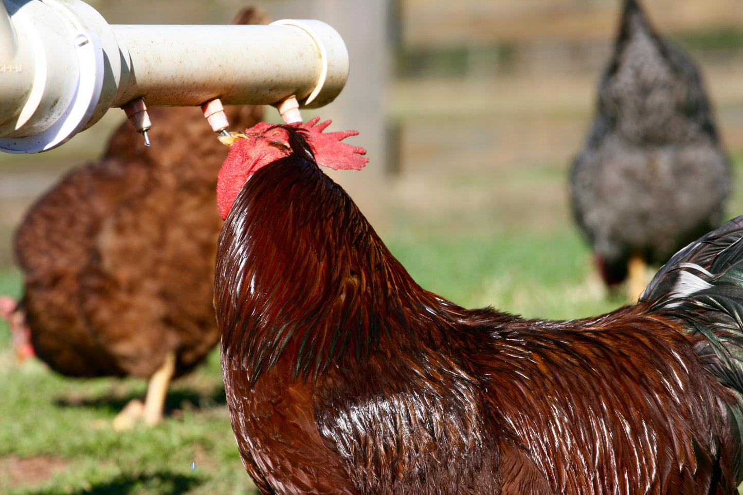 The Chicken Fountain™ Mega Brooder