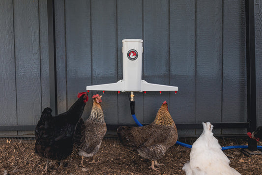 Chickens drinking from the Chicken Fountain automatic waterer mounted on a coop wall.