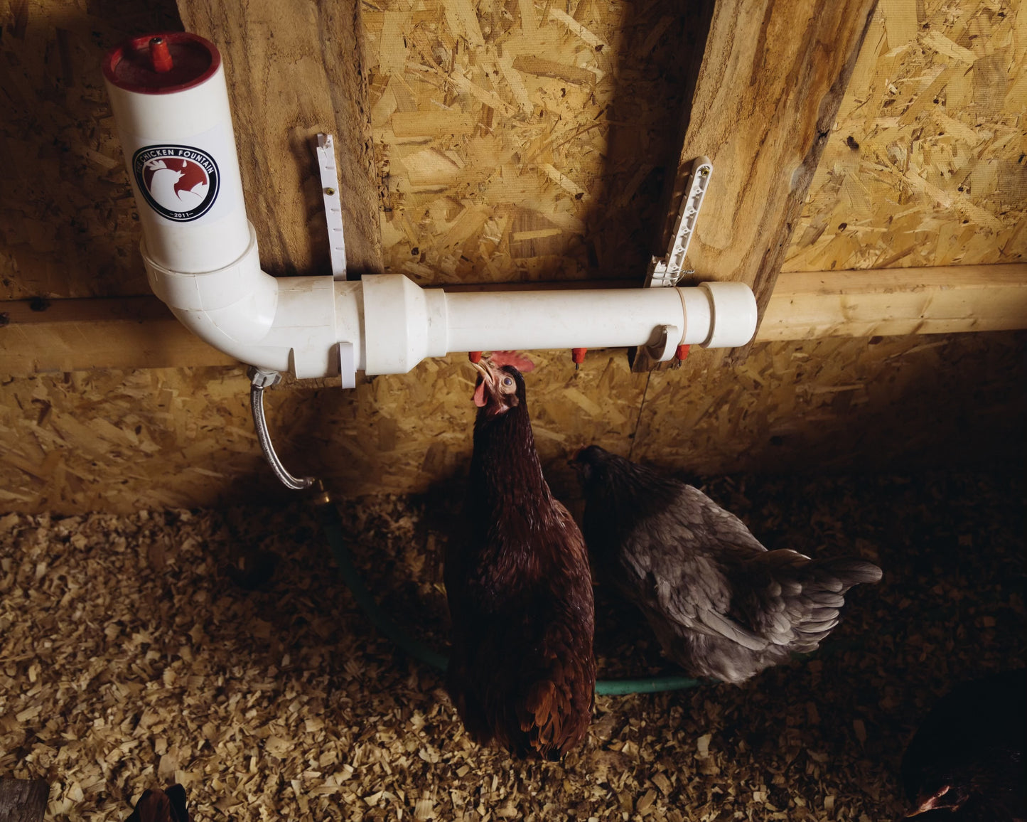 The Chicken Fountain™ Mini