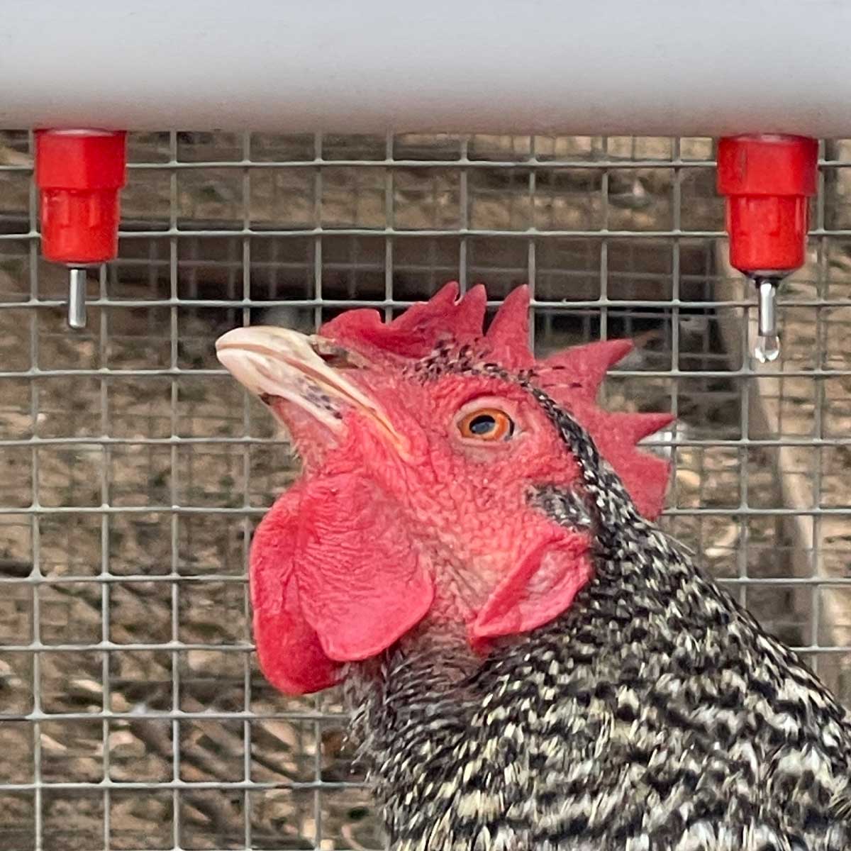 The Chicken Fountain™ Original