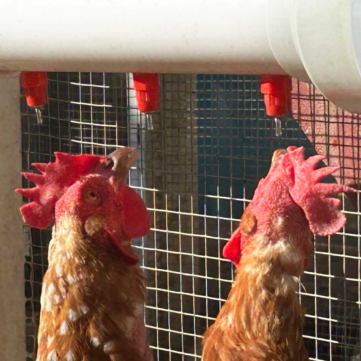 The Chicken Fountain™ Mega