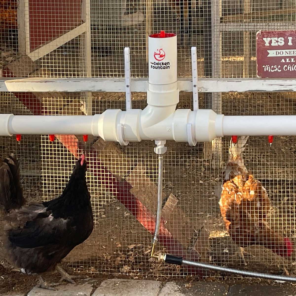 The Chicken Fountain™ Mega