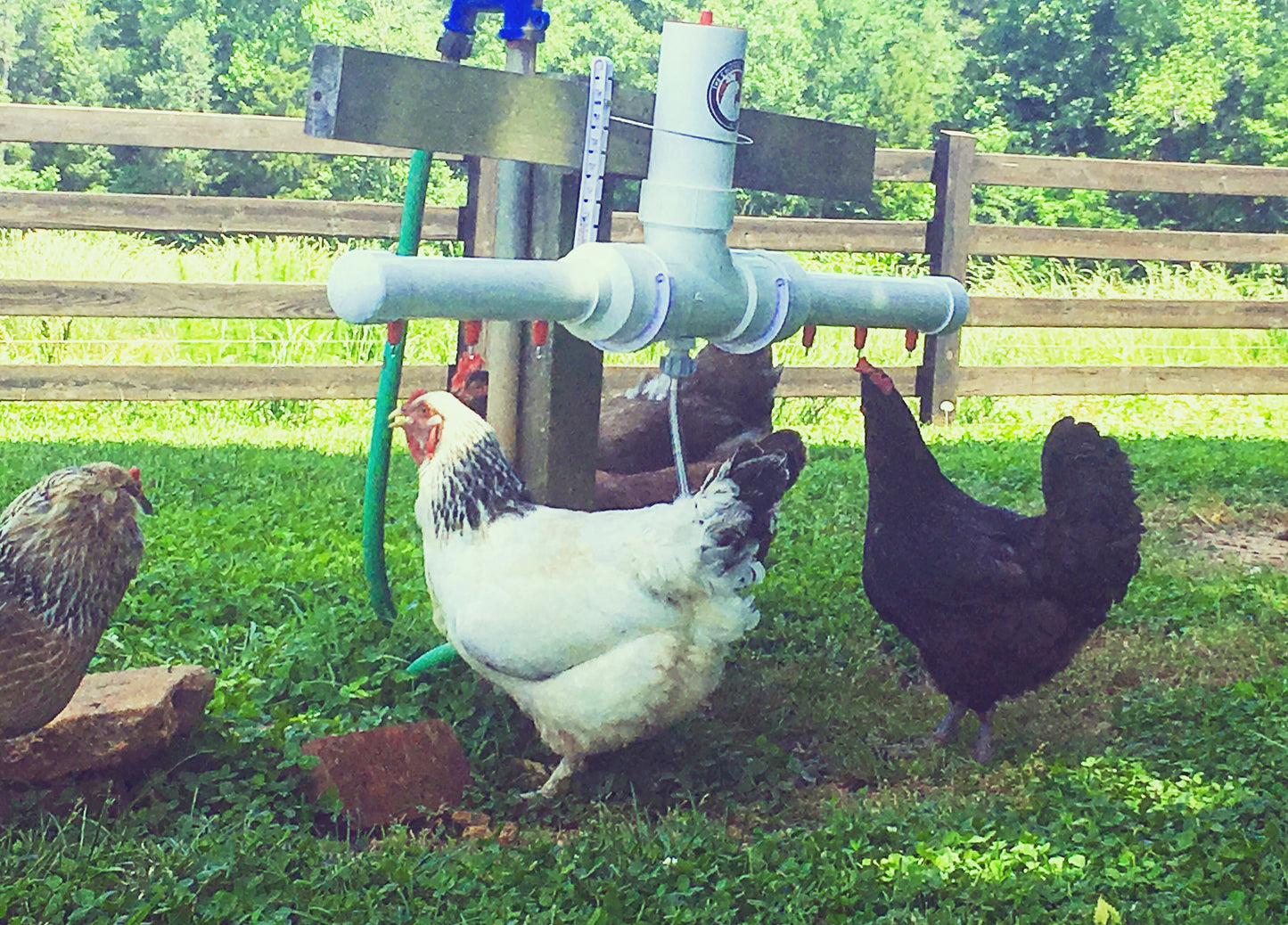 The Chicken Fountain™ Mega Brooder