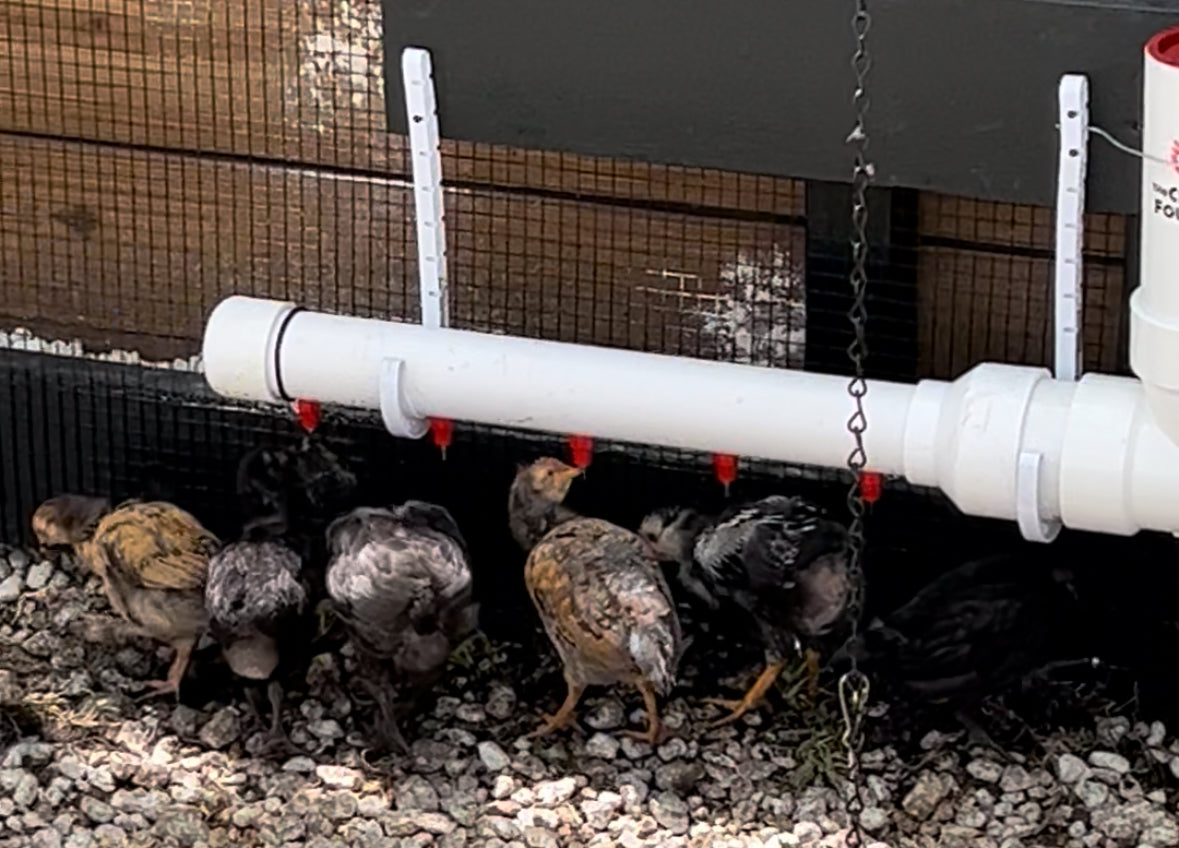 The Chicken Fountain™ Mega Brooder