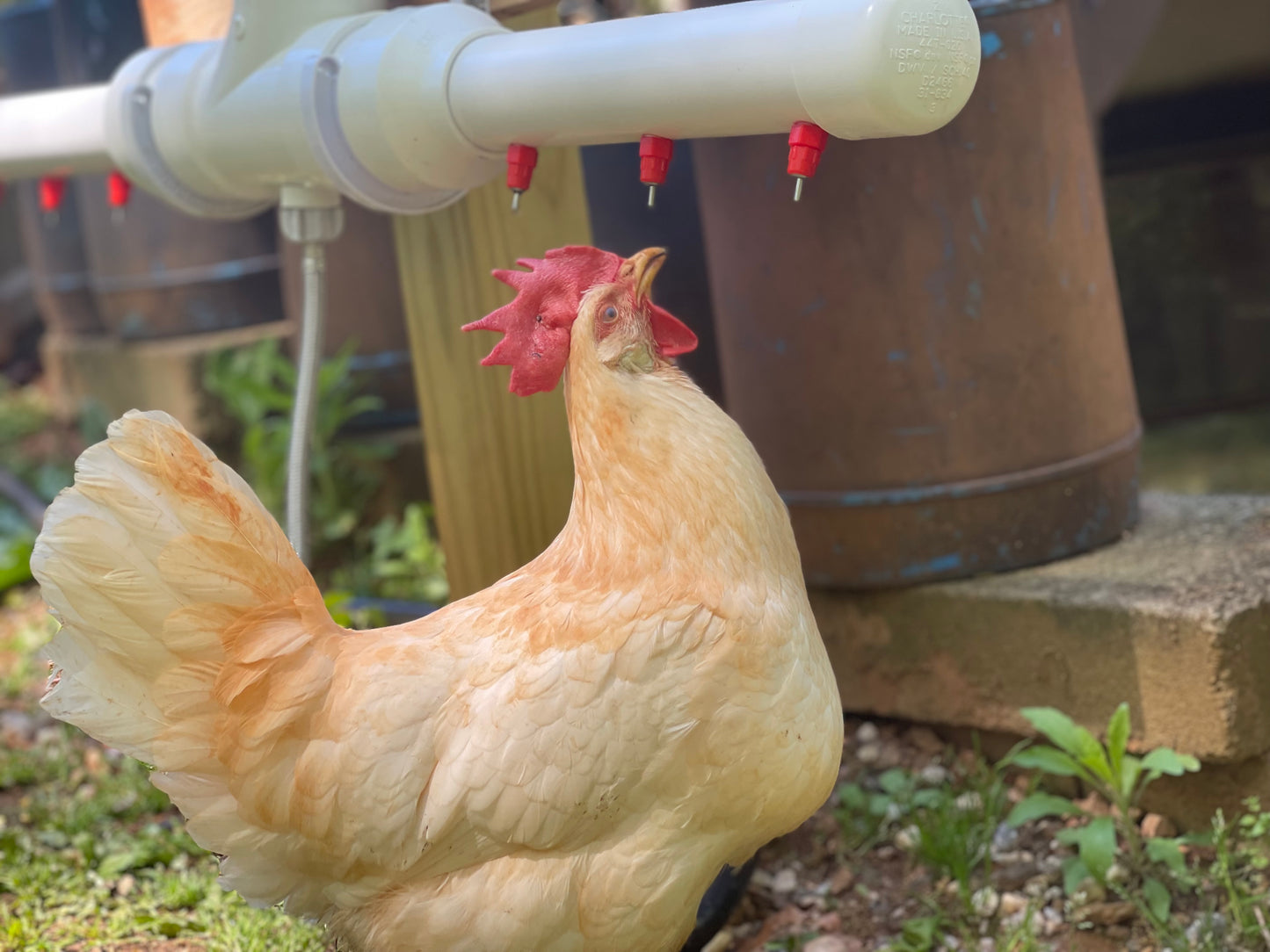 The Chicken Fountain™ Original