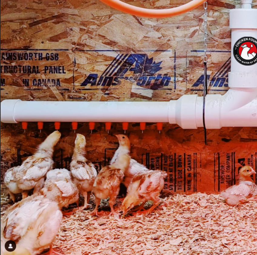 The Chicken Fountain™ Mega Brooder