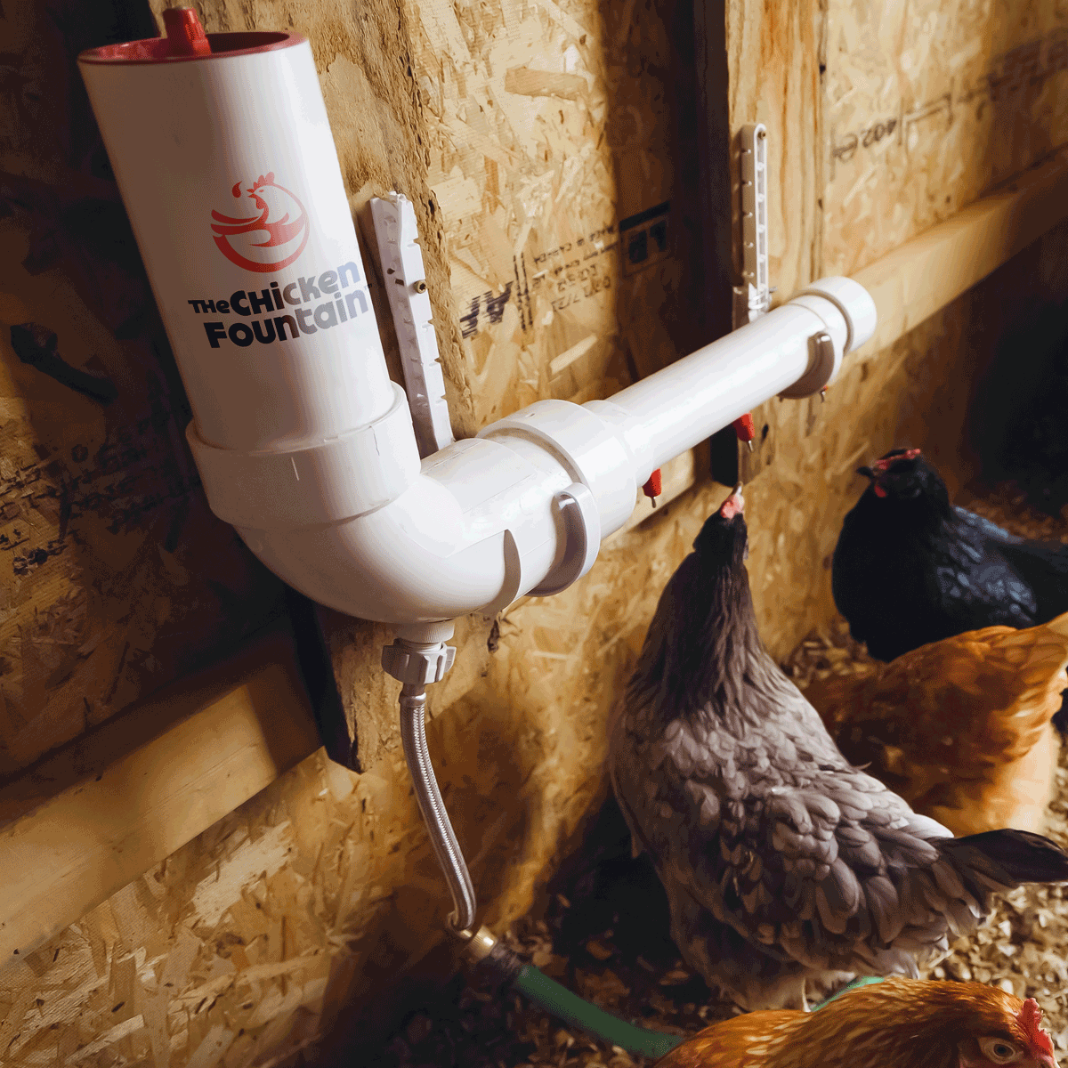 The Chicken Fountain™ Mini