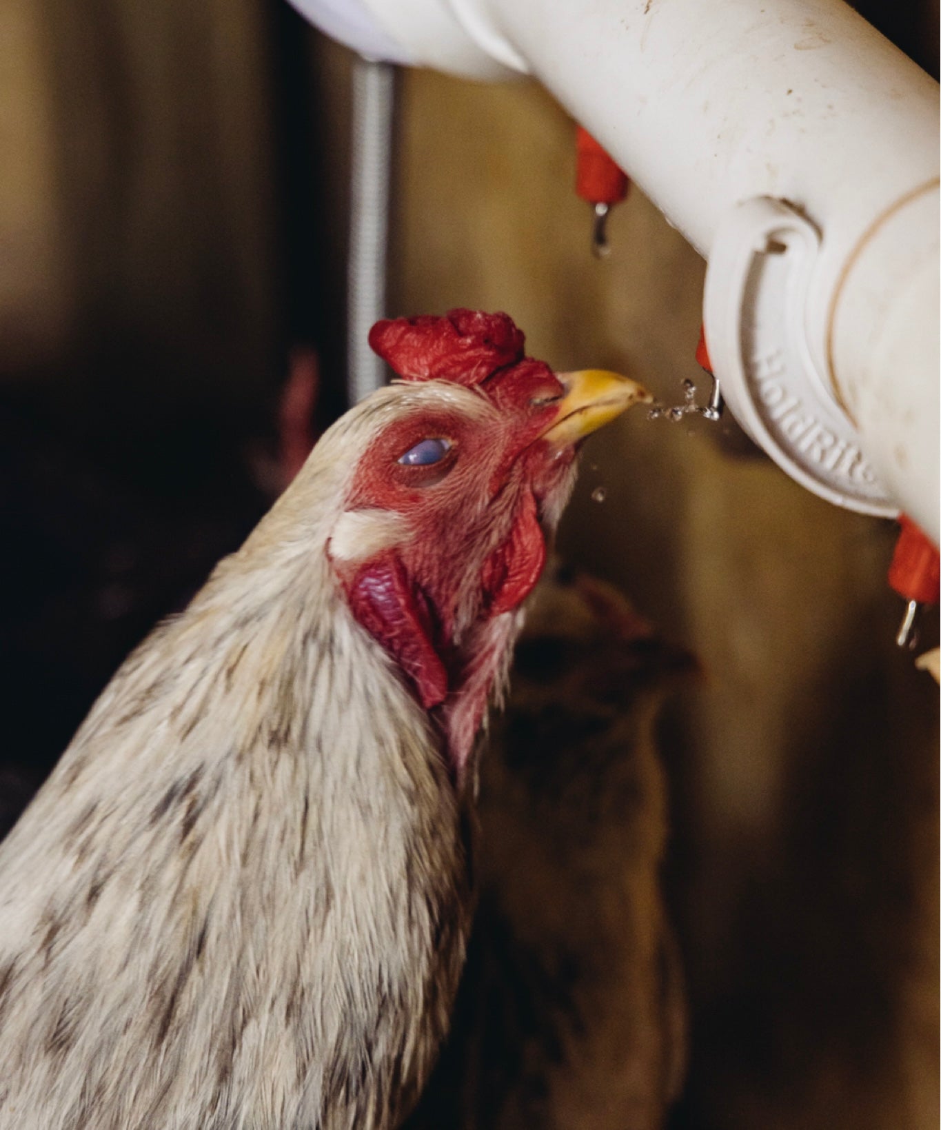 The Chicken Fountain™ Mini