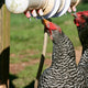 The Hidden Danger in Your Chicken Coop: Waterborne Diseases
