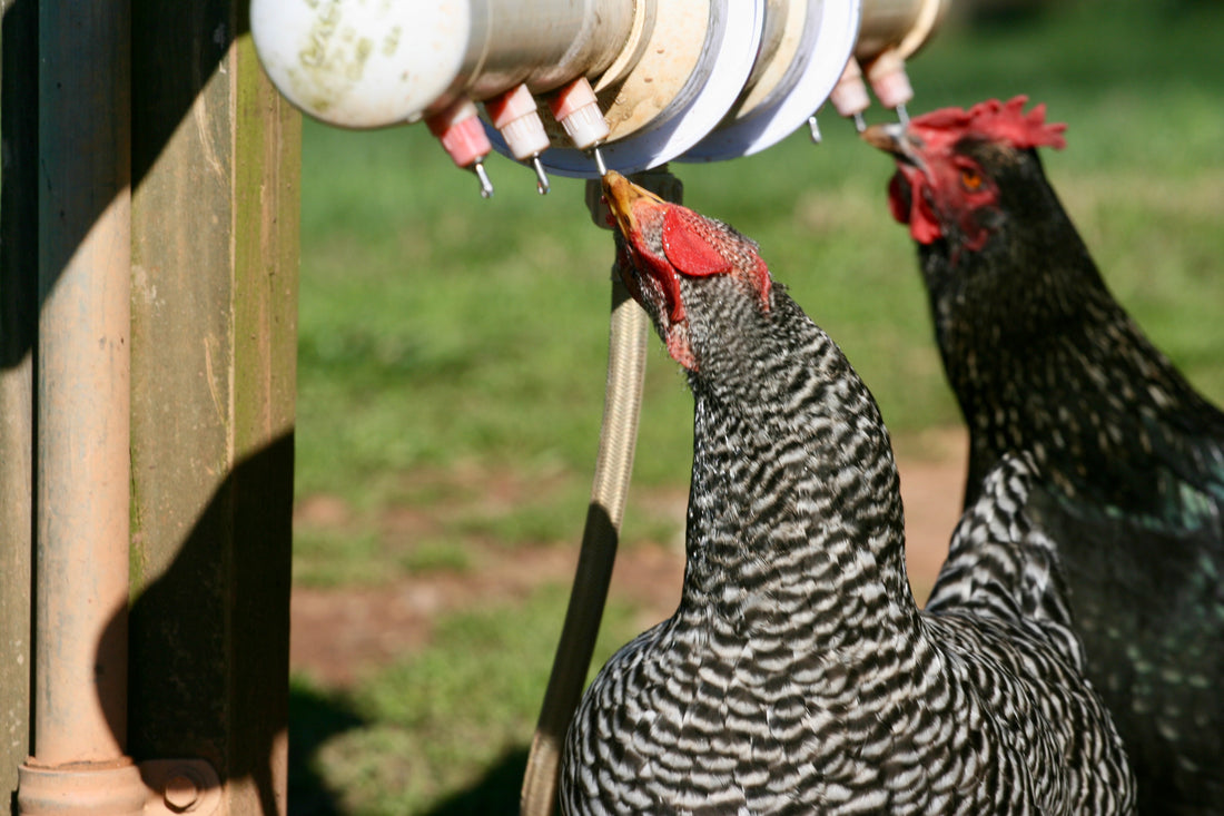 The Hidden Danger in Your Chicken Coop: Waterborne Diseases