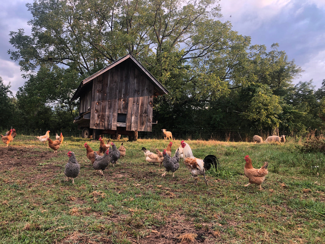 10 Essential Things to Know Before Buying or Building a Chicken Coop