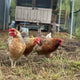 How Much Space Do Chickens Need? Coop Size Guide for Healthy Backyard Flocks