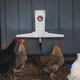 Are Automatic Chicken Waterers Worth It? A Cost & Time Analysis