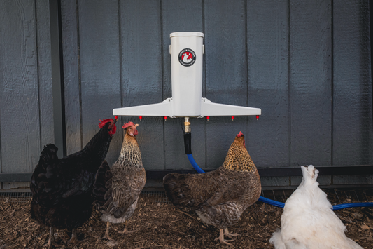 Are Automatic Chicken Waterers Worth It? A Cost & Time Analysis