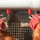 Teach Your Chickens to Drink From a Fountain