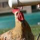Don’t Let Your Chickens Roast: How to Keep Your Flock Hydrated in the Summer Heat