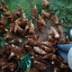 Chickens around the feet of a backyard flock owner