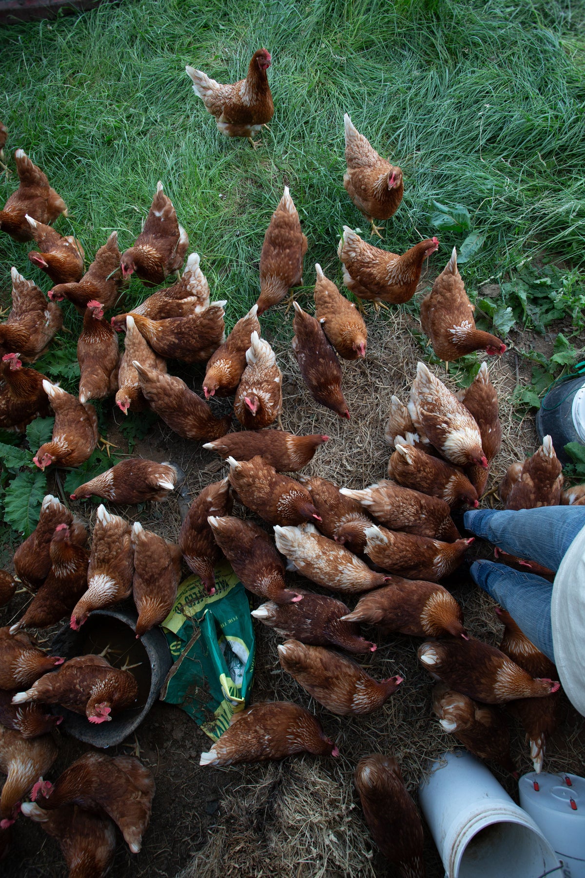 Chicken Mistake The Biggest Mistakes First-Time Chicken Owners Make (And How to Avoid ...
