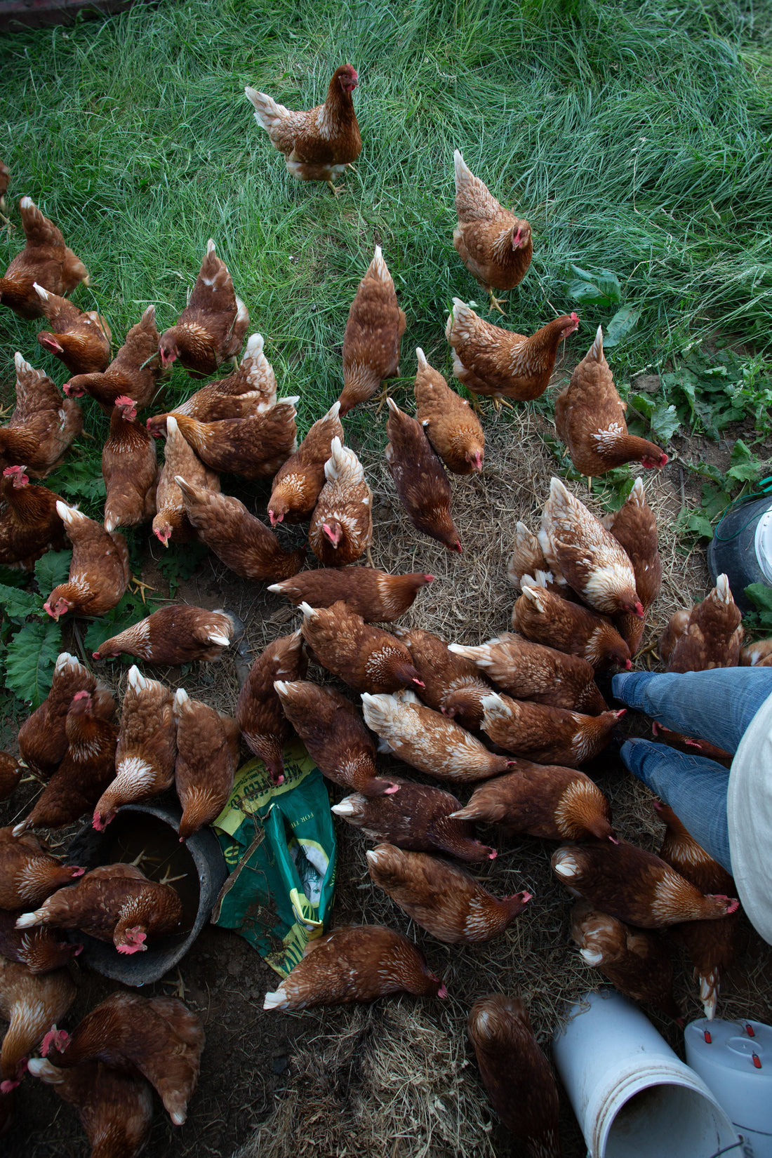 The Biggest Mistakes First-Time Chicken Owners Make (And How to Avoid Them)