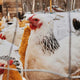 Keeping Your Flock Warm During Winter