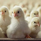 Top 10 Popular Backyard Chicken Breeds to Consider When Buying Chicks
