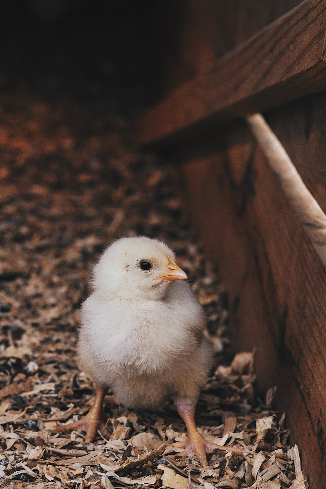Thinking About Buying Chicks During Chick Days? Here’s What No One Tells You