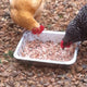 “Whey” to treat your chickens..