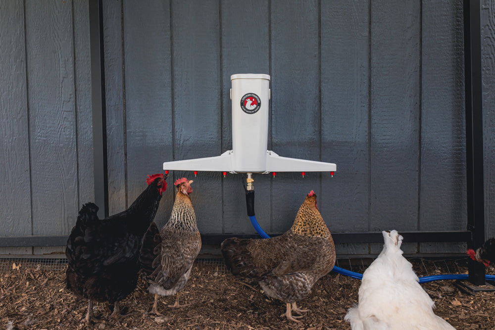 Chickens drinking from the Chicken Fountain automatic waterer mounted on a coop wall.