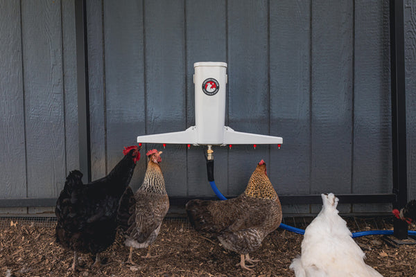 Chickens drinking from the Chicken Fountain automatic waterer mounted on a coop wall.
