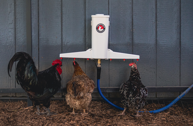 Chickens drinking fresh water from the Chicken Fountain automatic chicken waterer in a backyard coop.