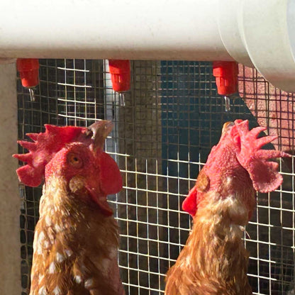 The Chicken Fountain™ Mega