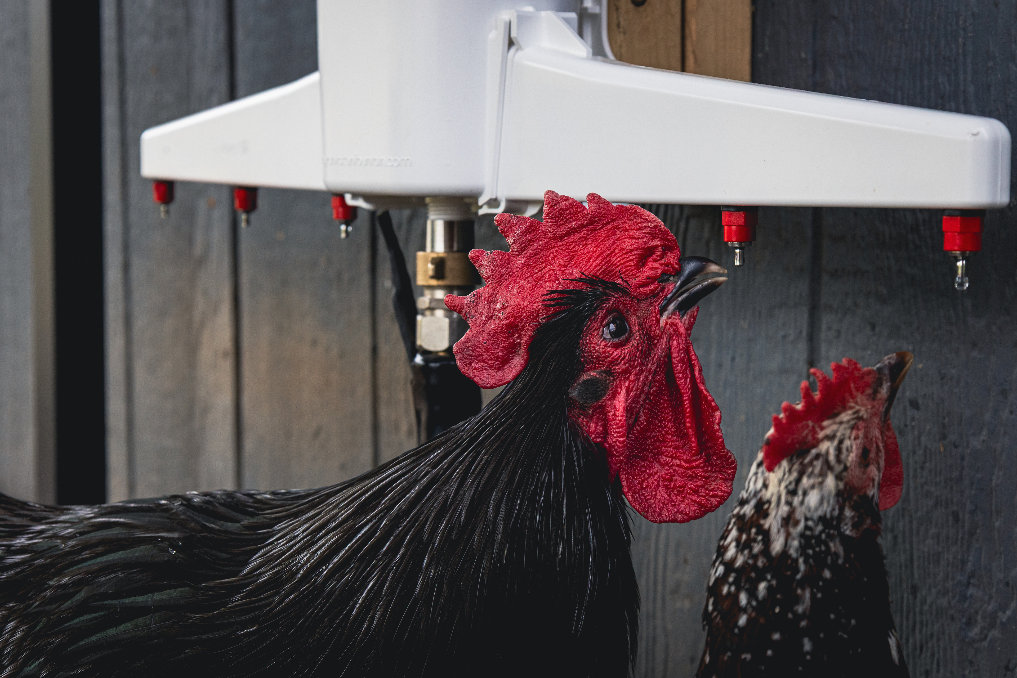 Backyard chickens drinking from The Chicken Fountain automatic waterer