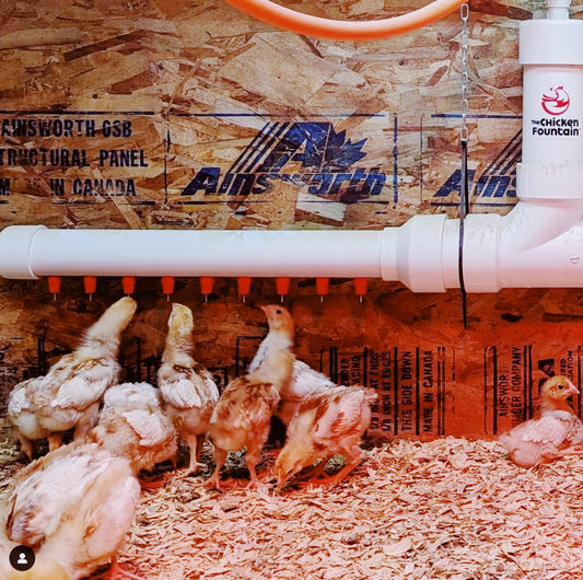 The Chicken Fountain™ Mega Brooder