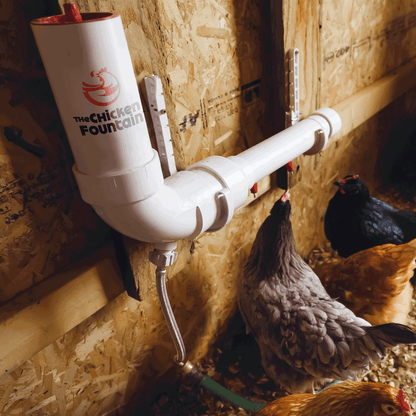 The Chicken Fountain™ Mini
