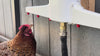 Close up video of hens happily drinking from the Chicken Fountain automatic chicken waterer.